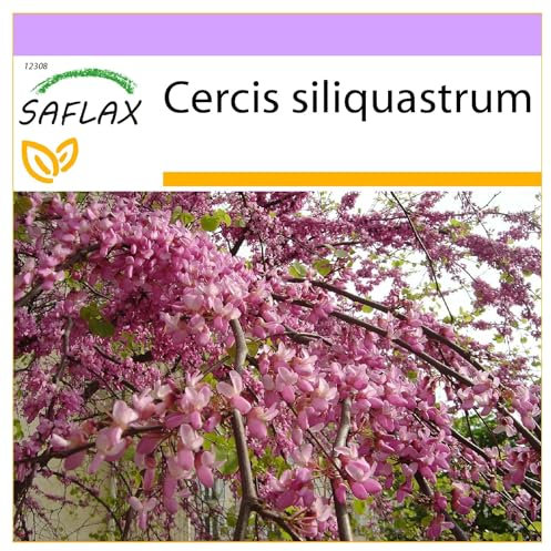 SAFLAX - Árbol del amor - 60 semillas - Cercis siliquastrum