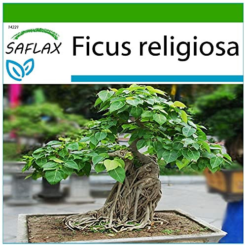 SAFLAX - Bonsai - Buddha-Feige/Bodhi-Baum - 100 Samen - Mit keimfreiem Anzuchtsubstrat - Ficus religiosa
