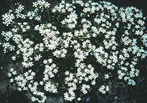 Grow Your Secret Garden Night Phlox, Midnight Candy 25 Seeds