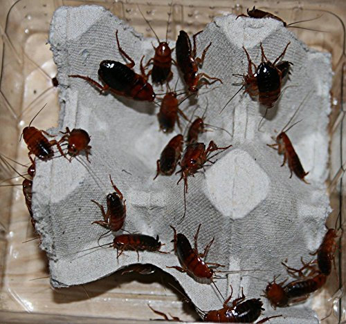 100 große Schokoschaben, Schaben in Dosen praktisch verpackt, Futterinsekten Futtertiere