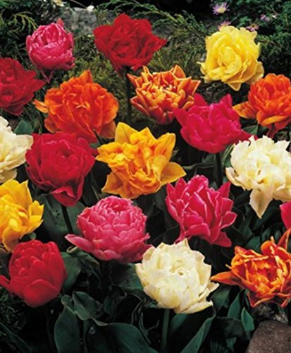 20 Gefüllte gemischte Tulpenzwiebeln (20 Blumenzwiebeln)