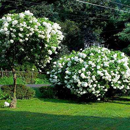 Hydrangea paniculata Grandiflora Outdoor Garden Ready Shrub Hardy Plant in Pot (9cm Pot, 20-30cm)