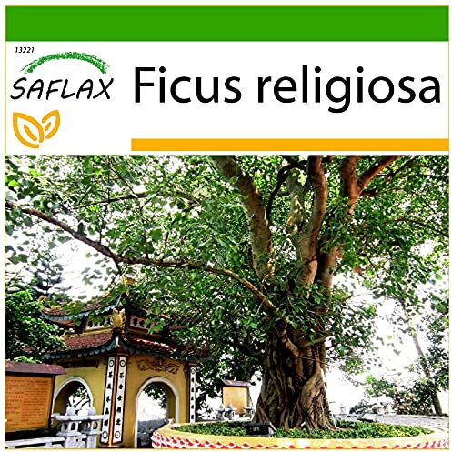 SAFLAX - Buddha-Feige/Bodhi-Baum - 100 Samen - Mit keimfreiem Anzuchtsubstrat - Ficus religiosa