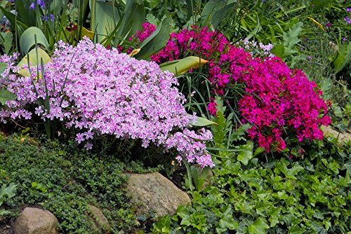 Phlox Scarlet Beauty 50 Seeds - Blooming Whole Summer Long