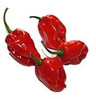 Semi di peperoncino Habanero Red
