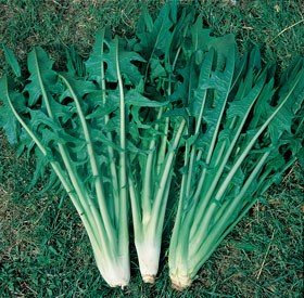 CICORIA CATALOGNA FRASTAGLIATA NR.2000 SEMI