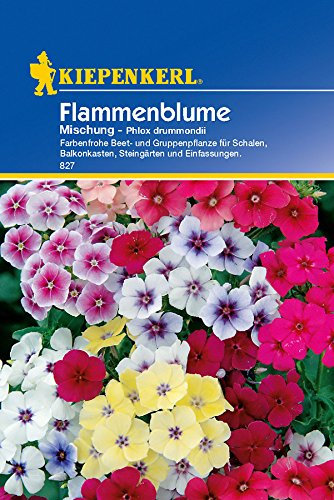 Flammenblume, 'Mischung'