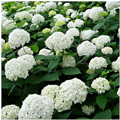Hydrangea Arborescens 'Annabelle' in 2L Pot, Stunning White Hydrangea 3fatpigs®