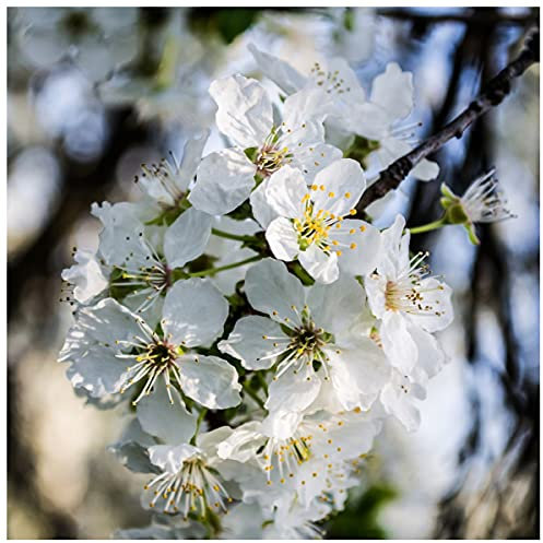 1 Wild Cherry Tree 3-4ft Stunning Blossom, Edible Cherries & Wild Bird Food 3fatpigs®