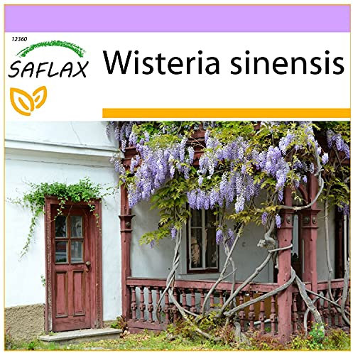 SAFLAX - Flor de la pluma - 4 semillas - Wisteria sinensis