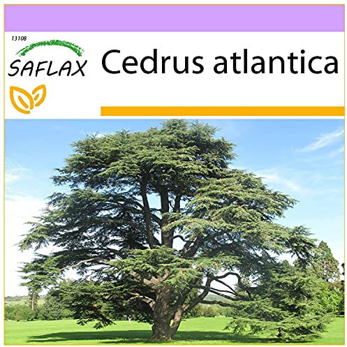 SAFLAX - Cèdre de l'Atlas - 20 graines - Cedrus atlantica