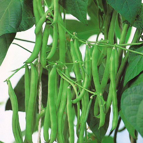 Bean (Climbing French) Seeds - Blue Lake