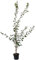 Pflaumenbaum Königin Viktoria sehr saftige selbstfruchtbare Pflaume 110-140 cm Buschbaum 9,5 L Topf