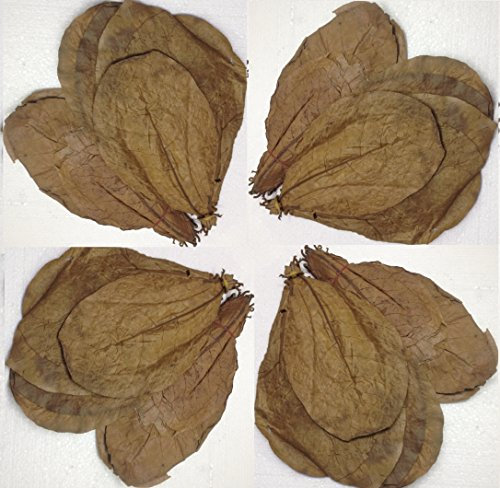 ~ 50 Stück XL (=100Gramm/ca.20cm) Seemandelbaumblätter original A-Markenware von SMJS-Cambodia +++BLITZVERSAND+++ Seemandellaub Catappa Leaves