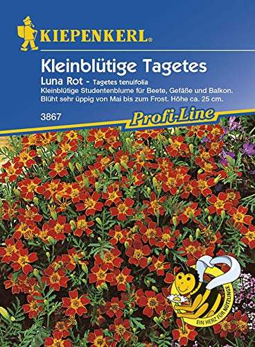 Kiepenkerl 3867 Kleinblütige Tagetes Luna Rot (Tagetessamen)