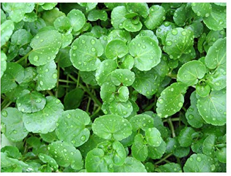 PREMIER SEEDS DIRECT - Watercress - 0.5GM ~ 2300 Seeds - Organic - Nasturtium OFFICINALE