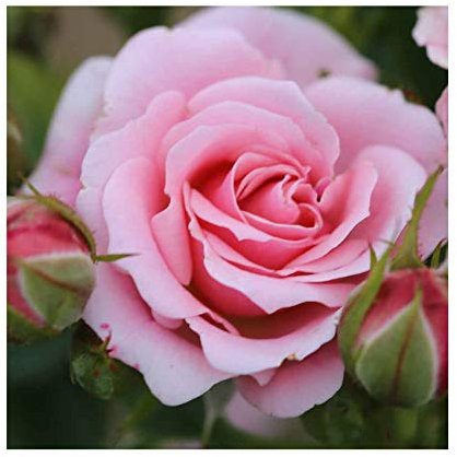 Rosa Bush Rose Petite Floribunda 'Pretty Polly ' Containerised