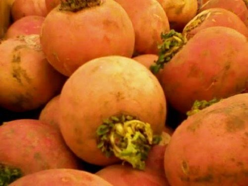 1000 Golden Ball Turnip Heirloom Yellow Brassica Rapa Root Vegetable Seeds