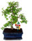 Exotenherz - Bonsai chinesische Ulme - Ein Bonsai für kühle Zimmer