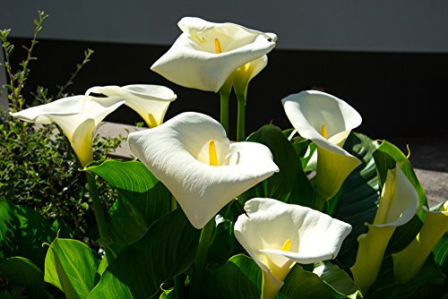 Calla 5 Samen, Zimmercalla, Zantedeschia elliottiana