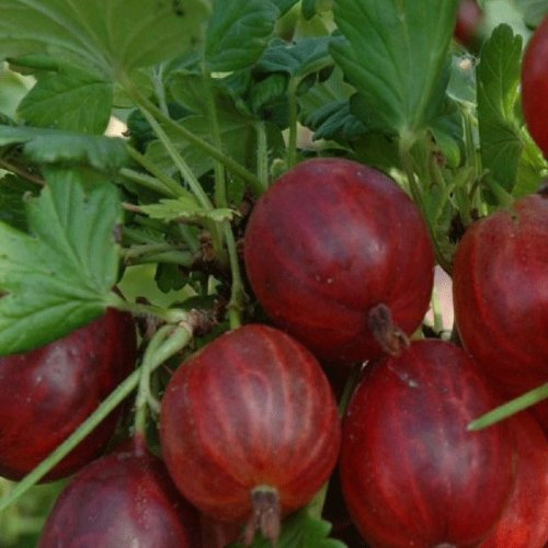 Ribes x uva-crispa 'Whinhams Industry' Gooseberry Plant