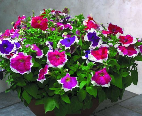 Just Seed - Flower - Petunia - Hulahoop F1 Mixed - 50 Seeds