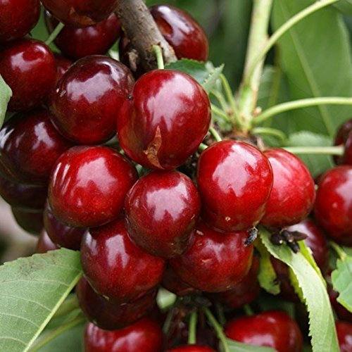 Kordia, große dunkle Süßkirsche, Kirsche Halbstamm, ca. 150-170 cm im 9,5 L. Topf