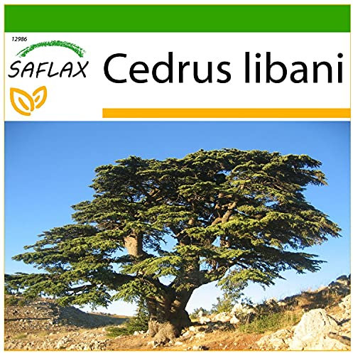 SAFLAX - Cèdre du Liban - 20 graines - Avec substrat - Cedrus libani