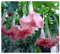 Brugmansia Pink Delight - Engelstrompete - 5 Samen