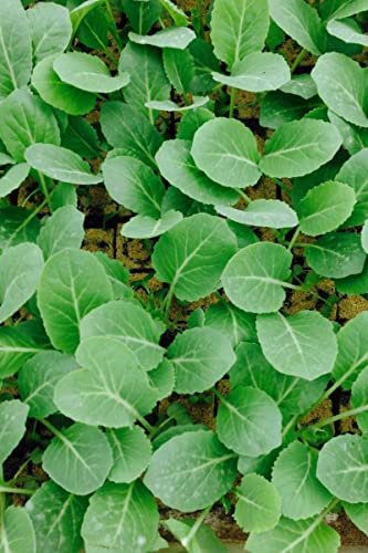 Spitzkohl, Spitzkohl im 10er Set