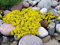 Sedum acre-goldener Teppich, Gelb Stonecrop Bodendecker Blume Samen- 500 Samen