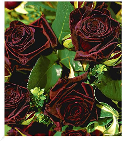 BALDUR Garten Edelrosen 'Black Baccara®', 1 Pflanze, fast schwarze Rose winterhart, mehrjährig, blühend, duftend, Schnittblume, Schnittrose, Rosa Hybride, Edelrose