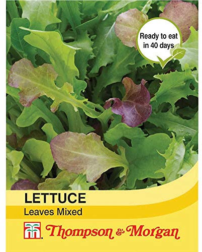 Thompson & Morgan - Vegetables - Lettuce Leaves Mixed - 400 Seed