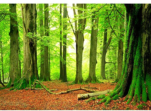 Runa Art Fototapete Wald 352 x 250 cm Vlies Tapeten XXL Moderne Wandtapete Wohnzimmer Schlafzimmer Grün Braun 9037011a