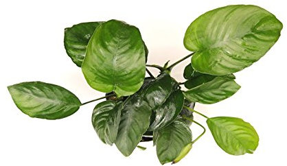 Breitblättriges Speerblatt Anubias barteri Wasserpflanzen xxl