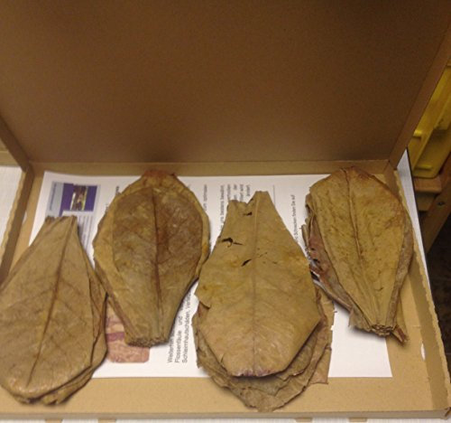 Seemandelbaumblätter ca.30 Stück XL (60 Gramm/ca. 20cm) +++BLITZVERSAND+++ Seemandellaub Catappa Leaves (Terminalia Catappa Indian Almond) beliebt bei Black- Red Bee Garnelen und Fische