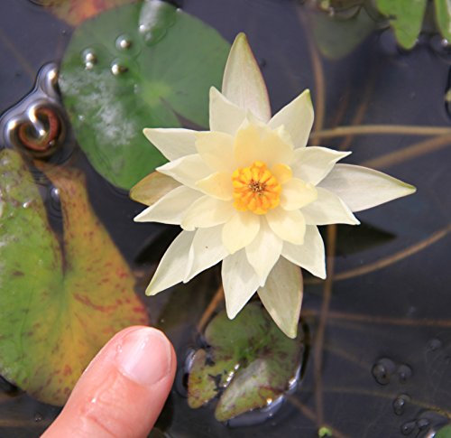 WASSERPFLANZEN WOLFF - Nymphaea Pygmaea 'Helvola' - Zwergseerose, gelb - fertig im PFLANZKORB - QUALITÄTSSTAUDE