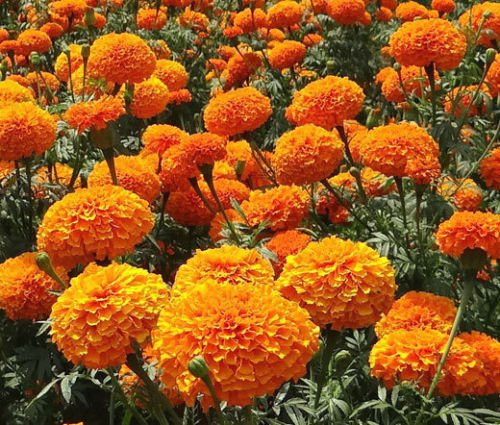 Arancione calendula, semi di fiori in vaso Tagetes erecta, semi di calendula azteco, piante da balcone e fiori 30 semi / pacchetto gf41