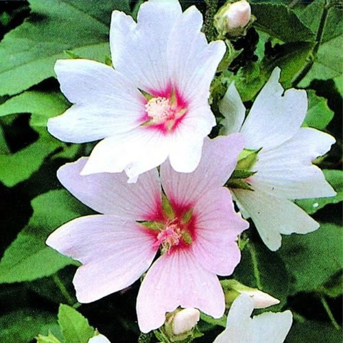 GardenersDream 3 x Lavatera 'Barnsley Baby' Plant in Pot - Dwarf Perennial Flowering Plants - Outdoor Tree Mallow Evergreen Hardy Shrub Plant - Flowering Shrub for Garden, Patio, or Container