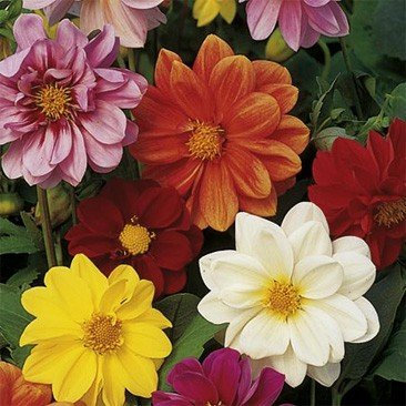 Suttons Seeds 112295 Dahlia Disco Dancer Mix Seed