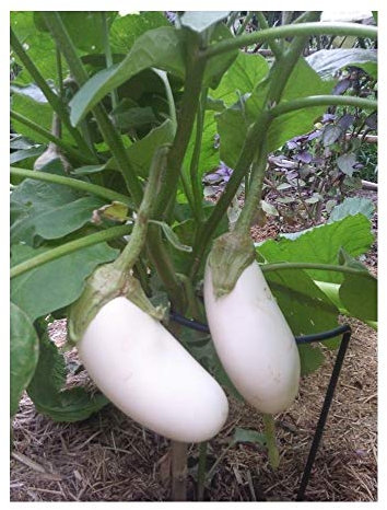 PREMIER SEEDS DIRECT - Aubergine Seeds - White Casper - 150 Finest Seeds
