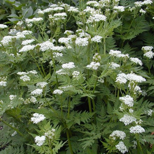 Plant World Seeds - Myrrhis Odorata Seeds (Perennial Flower Seeds)