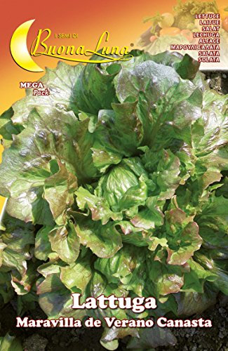 SEMI ORTO LATTUGA CANASTA PZ - 10