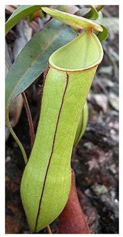 Nepenthes gracilis - Kannenpflanze - 10 Samen