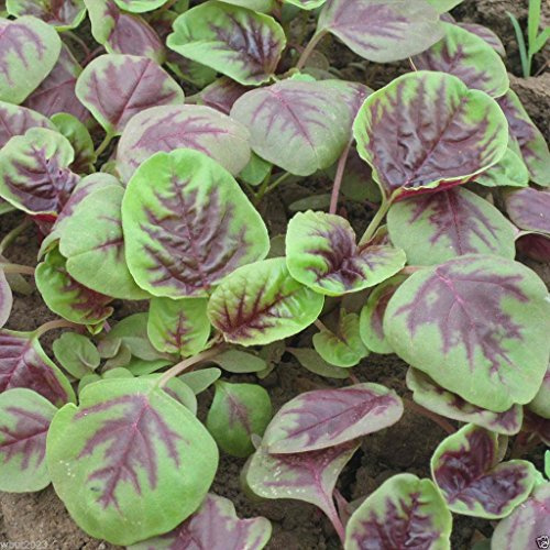 CHINESE SPINACH SEEDS- Edible Amaranth, Red Stripe Leaf -Jamaican Red Calla-loo!(1000 Seeds)