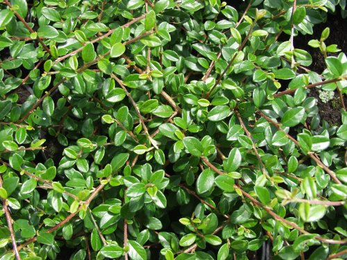 Cotoneaster dammeri 'Radicans' 24er-Set 9 cm Topf – Winterhart, Immergrün, Pflegeleicht – Kriechmispel – Bodendecker für Garten & Hang