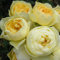 Sweet Memories - 5.5lt Potted Patio Garden Rose Bush - Yellow/Lemon, Repeat Flowring Blooms - Memorial Gift