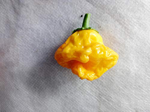 SEMI PEPERONCINI-JAMAICAN HOT YELLOW + GUIDA ALLA COLTIVAZIONE