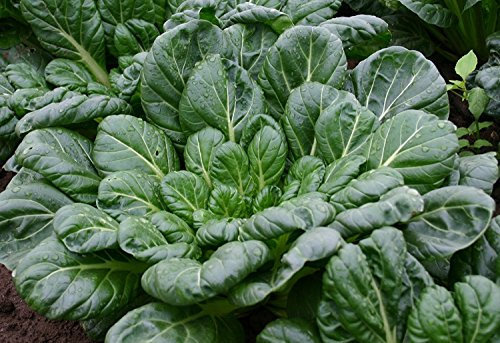 RWS 100 semillas tatsoi, barbilla. Ensalada de mostaza, Brassica narinosa â € œ žTatsoiâ €, hojas de col china de Asia