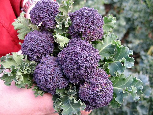 Santee Broccolini 25 graines - Mini Violet brocoli